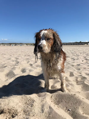 paniertes Hondje