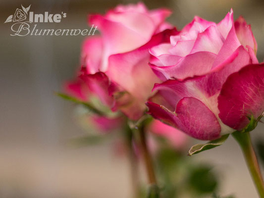 Valentinstag