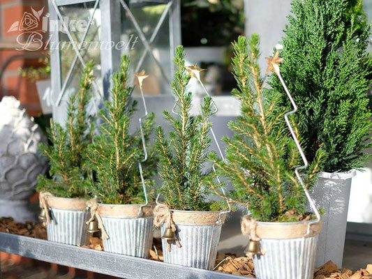 Advents- und Weihnachtsfloristik