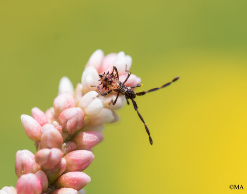 Nymphe der Lederwanze, gesamtgröße 1,3 mm