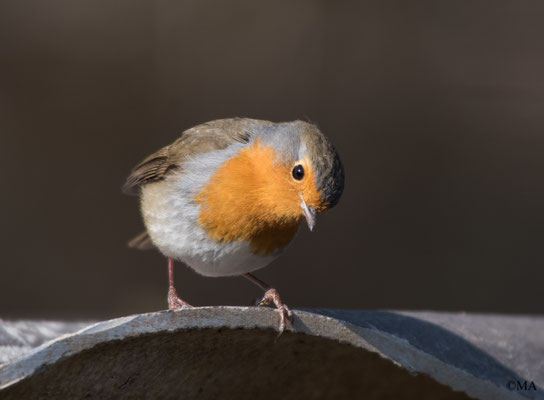 Rotkehlchen