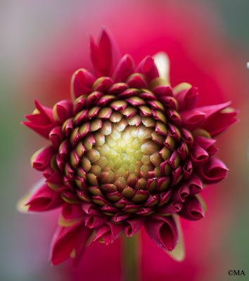Dahlia