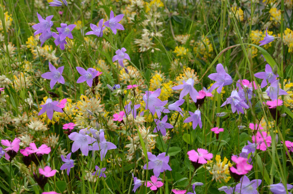 Wildblumenwiesen