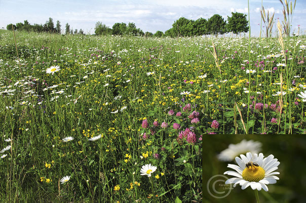 Frischwiese / Fettwiese