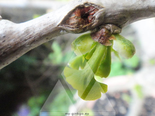 Baby Ginkgo