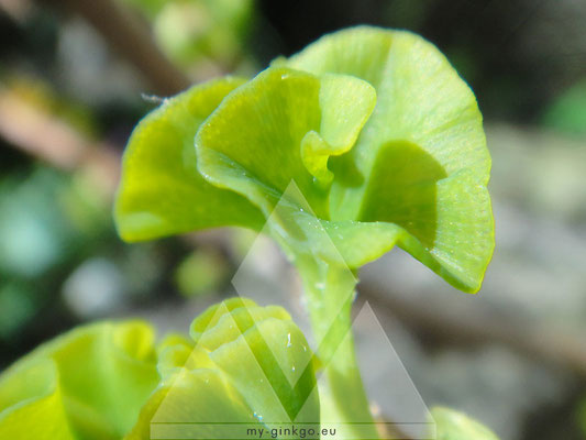 Baby Ginkgo