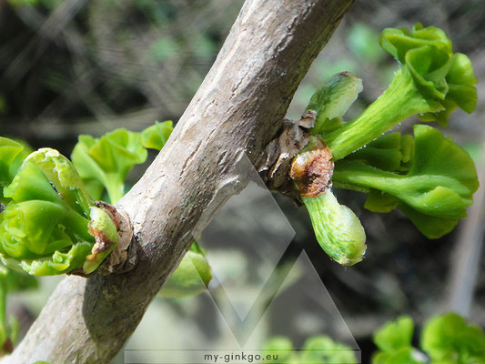 Baby Ginkgo