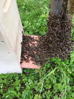 Bienenschwarm läuft in Dadant-Ablegerkasten ein