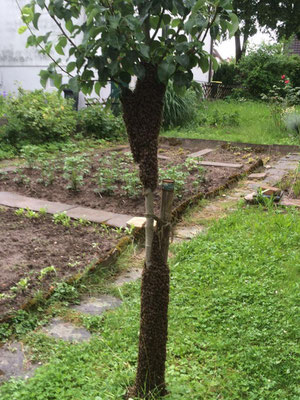 doppelter Bienenschwarm auf Stamm von kleinem Apfelbaum