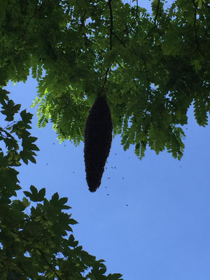 großer Bienenschwarm im Schorndorfer Schlosspark