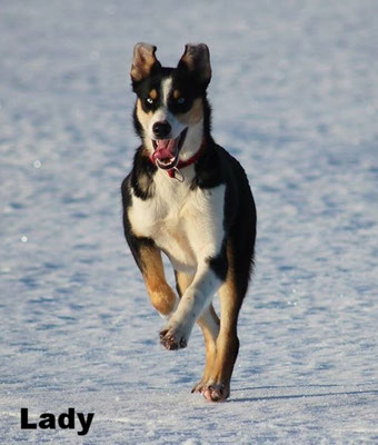 Alaskan Husky Lady