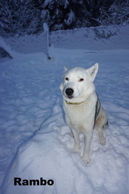 Sibirischer Husky Rambo