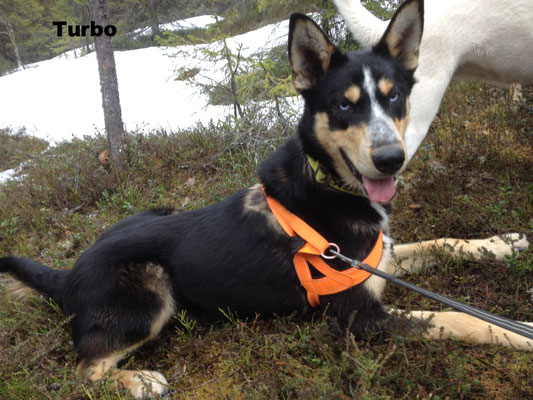 Alaskan Husky Turbo