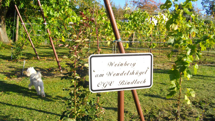 Fidel und der Weinberg des OGV Bindlach