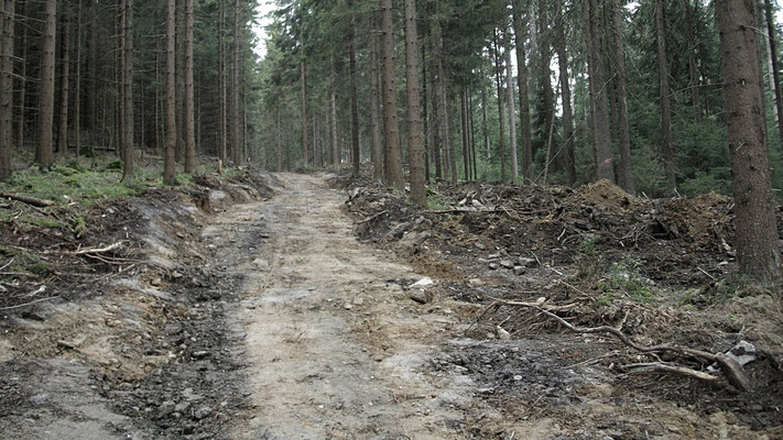 Spuren von Rodungsarbeiten im Bischofsgrüner Forst