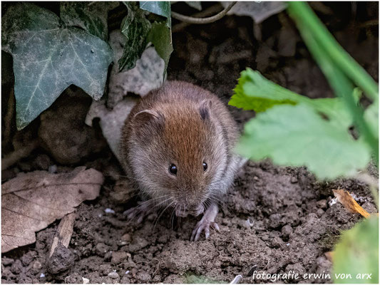 Waldmaus