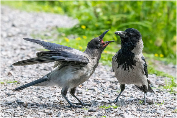 Junge Nebelkrähe bettelt um Futter