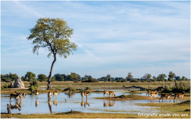 Okawango Delta