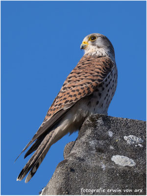 Turmfalke