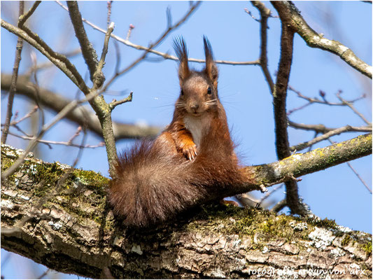 Eichhörnchen