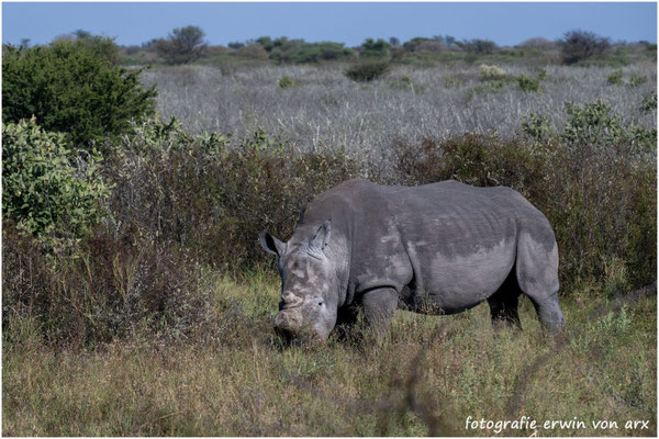 Nashorn