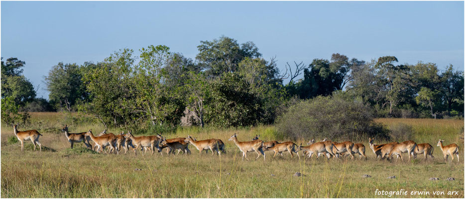 Impalas