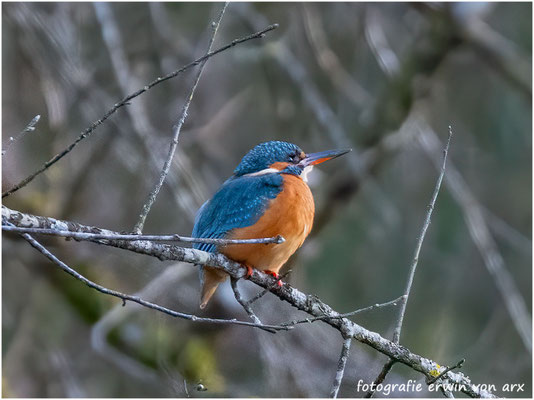Eisvogel