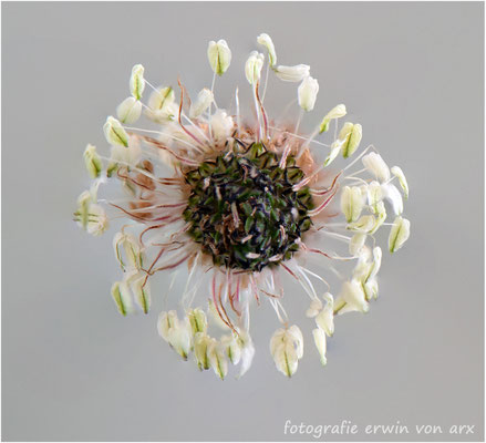 Zpitzwegrich-Blüte