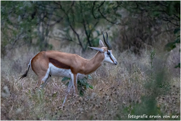 Springbock