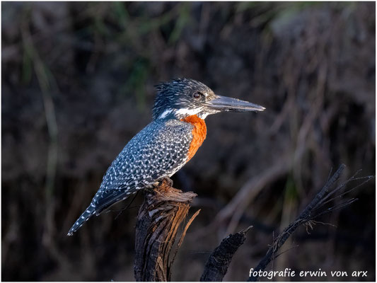 Kingsfisher, Megaceryle maxima