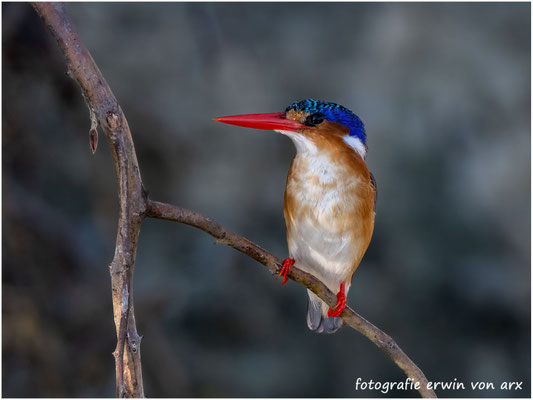 Kingsfisher, Corythornis cristatus