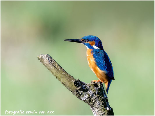 Eisvogel