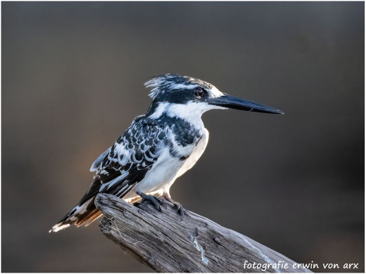 Kingsfisher, Ceryle rudis