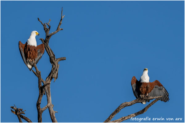 Schreiseeadler