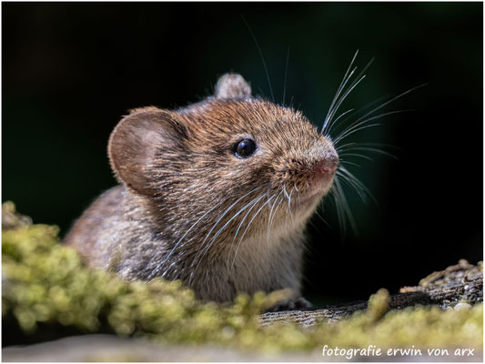 Waldmaus