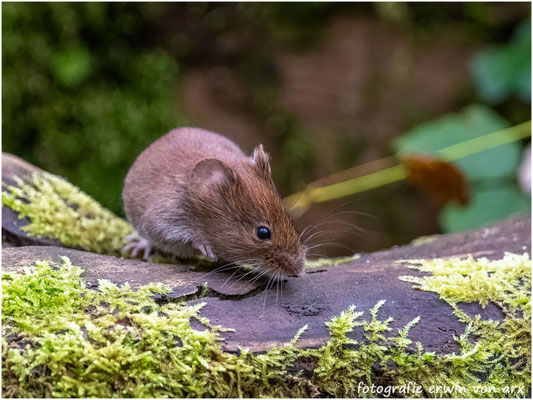 Waldmaus