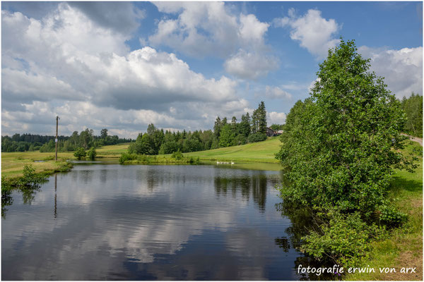 Teich mit einer Singschan-Familie