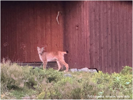 Luchs