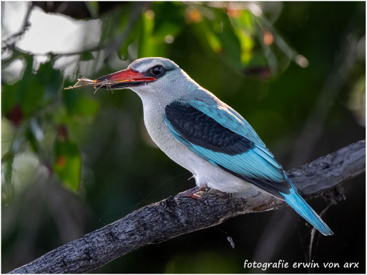 Kingsfisher, Halcyon senegalensis