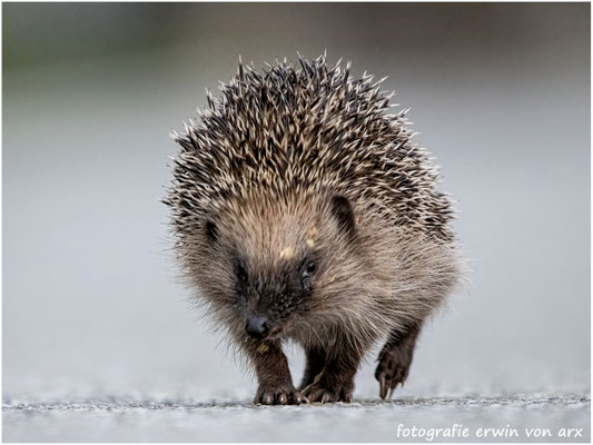 Igel