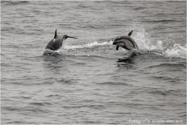 Auch Delfine zeigten sich und begleiteten die MS Fram