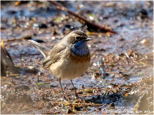 Weisssterniges Blaukehlchen im Prachtkleid (m)
