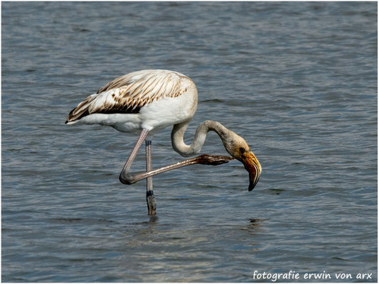 Flamingos am Klingnauer Stausee