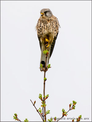 Turmfalke