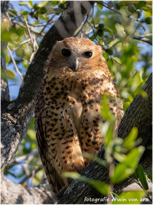 Bindenfischeule (Scotopelia peli)