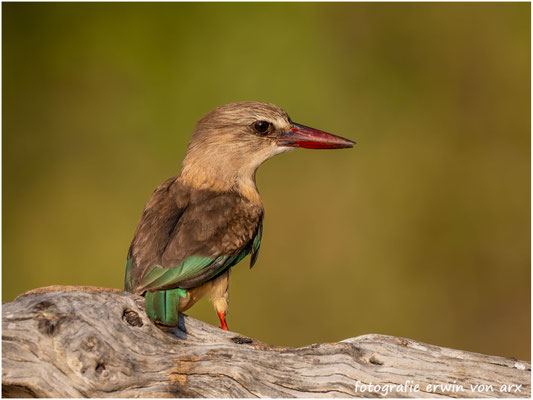 Kingsfisher, Halcyon albiventris