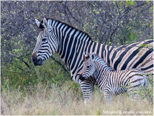 Zebras