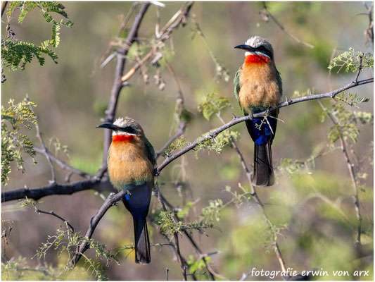 Weissstirnspint (Merops bullockoides) 