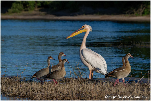 Nashornpelikan und Nilgänse