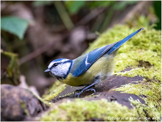 Blaumeise